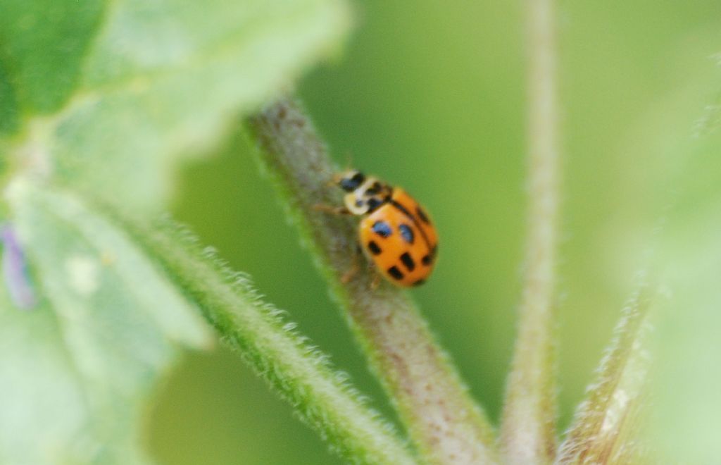 Propylea quatuordecimpunctata